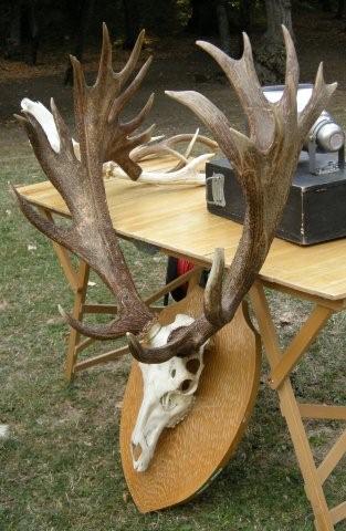 PASSIONE PER IL CERVO